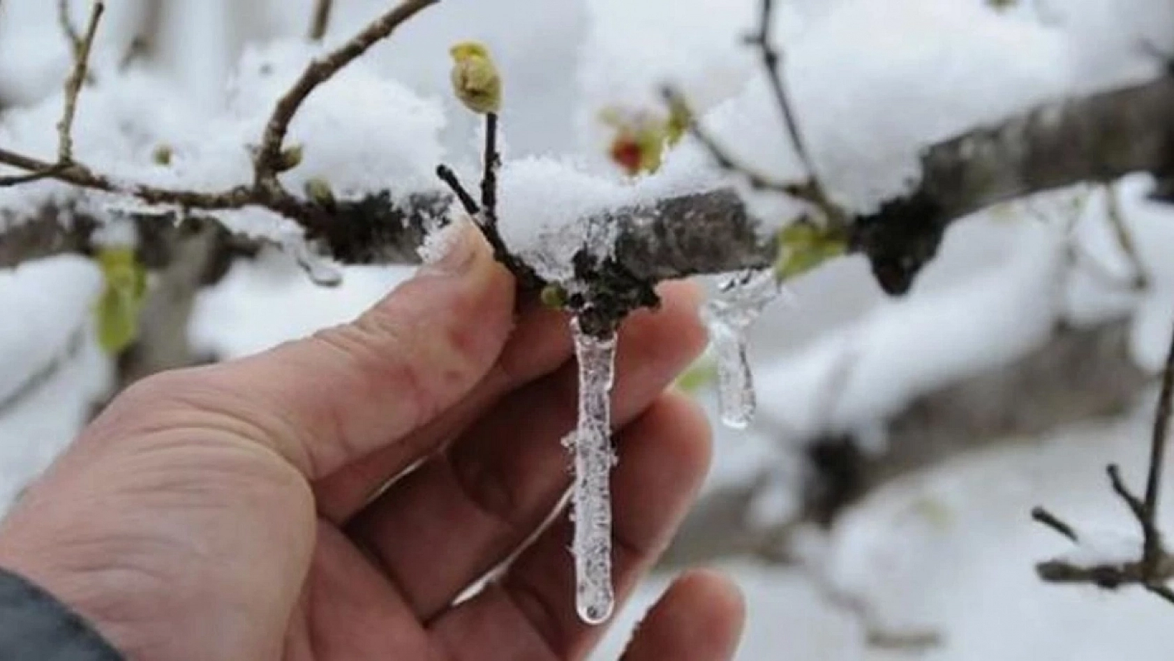 Meteoroloji'den Zirai Don Uyarısı Yapıldı