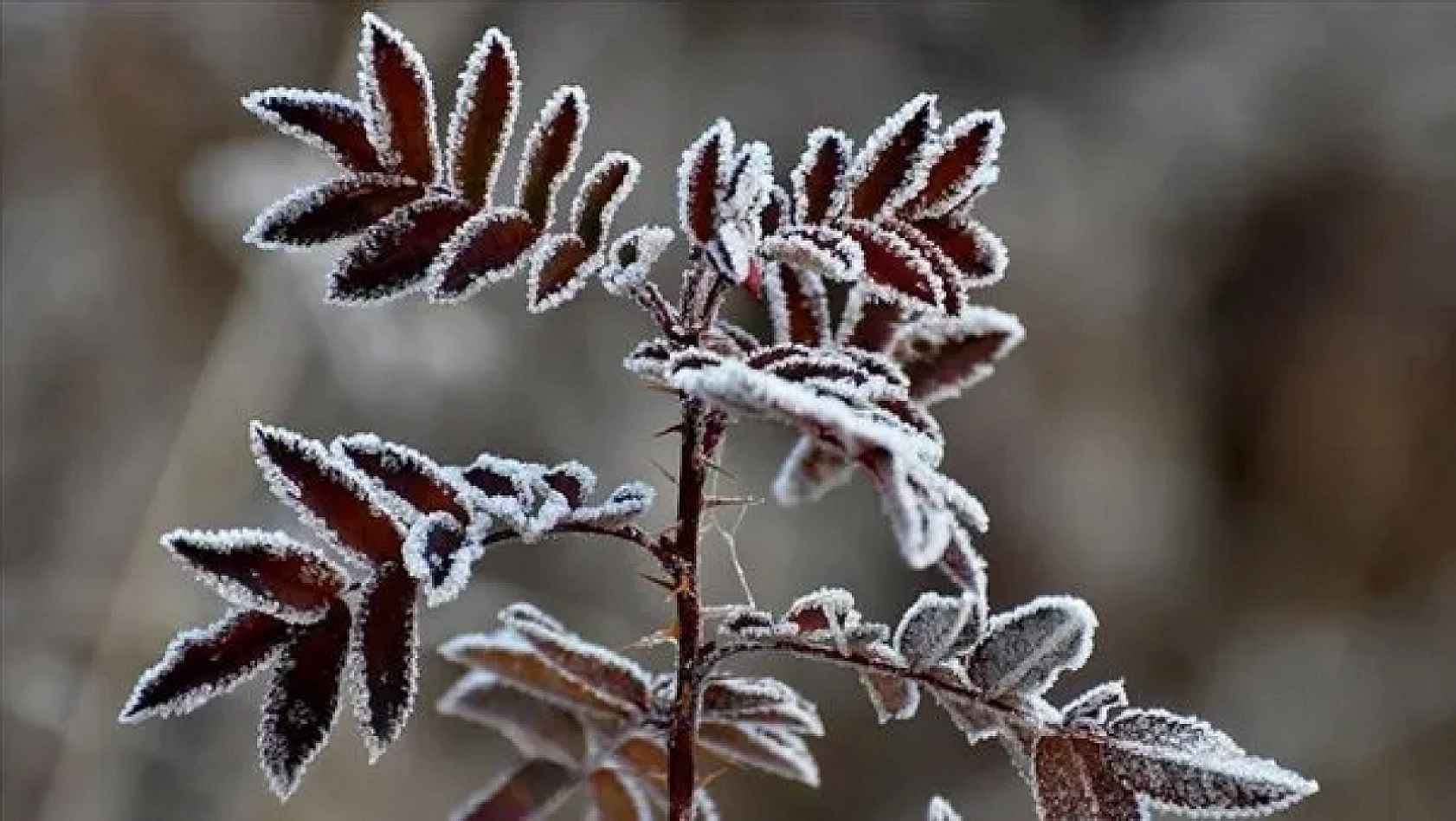 Meteoroloji Malatya'yı Uyardı! Sabah ve Gece Saatlerine dikkat!