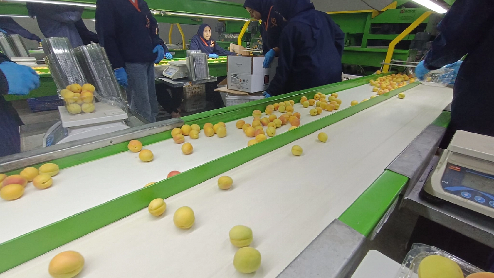 Dünyanın tercihi Malatya kayısısı! Bu yıl kalite de gelir de çok yüksek olacak!