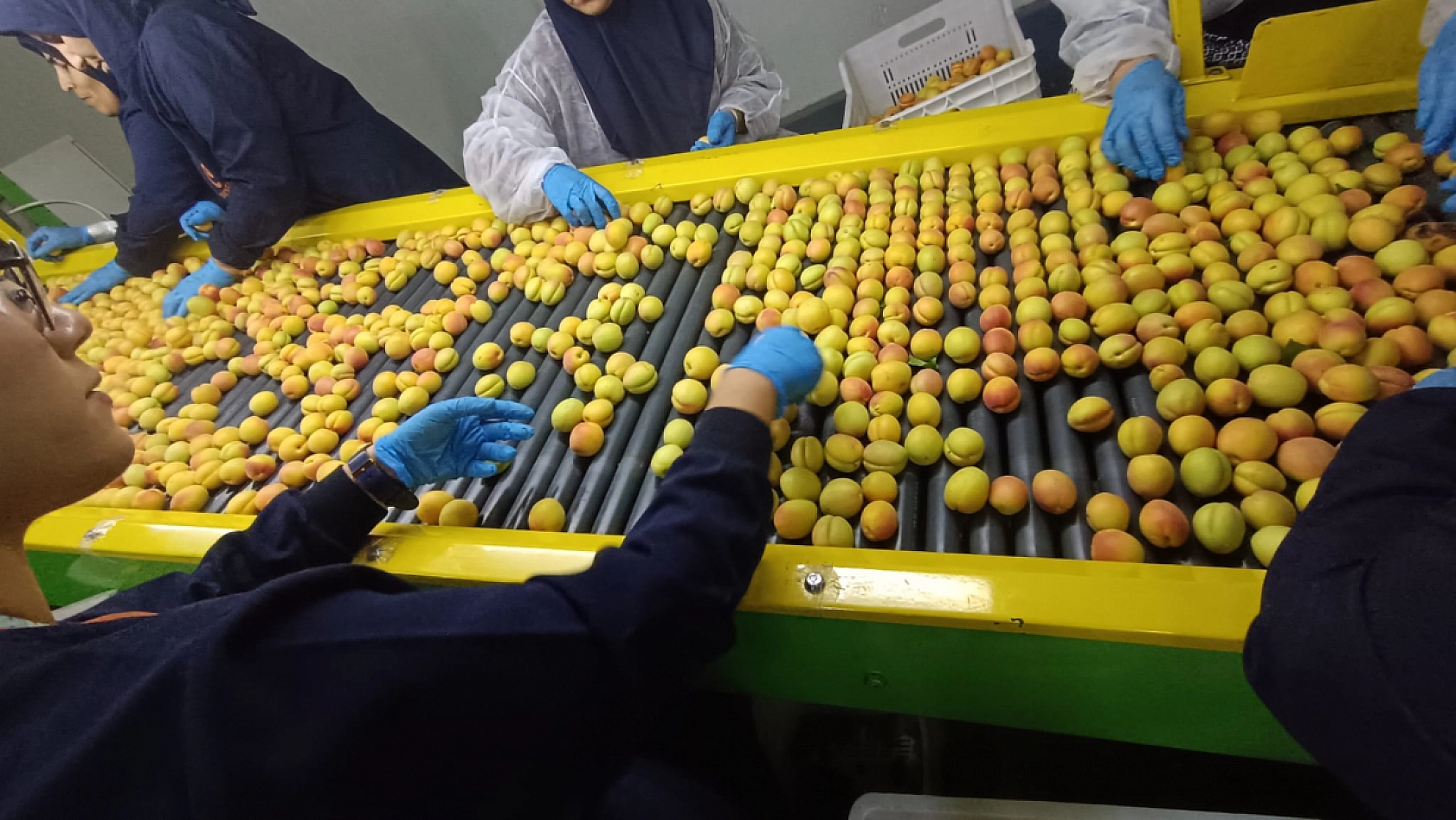 Dünyanın tercihi Malatya kayısısı! Bu yıl kalite de gelir de çok yüksek olacak!