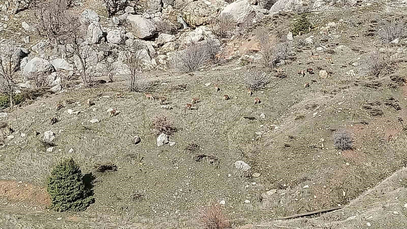 Nesli tükenme tehlikesi altında! Adıyaman'da sürüyle görüldü...