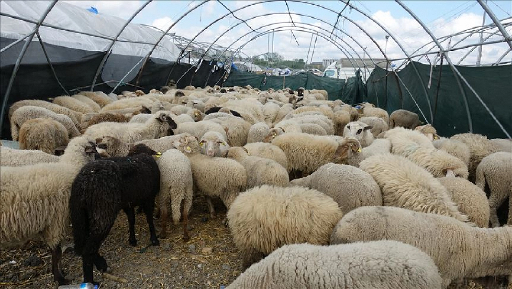 Kurban vekaleti verirken bu hatalara düşmeyin! Vekaletle kurban hakkında en çok sorulan 10 soru