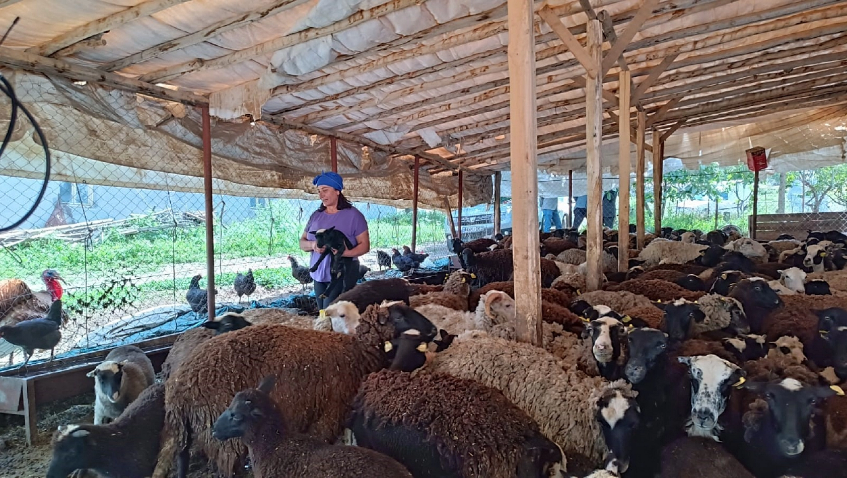 Devletten aldığı destekle hayallerine kavuştu! 10 hayvandan 2 bin hayvana ulaştı