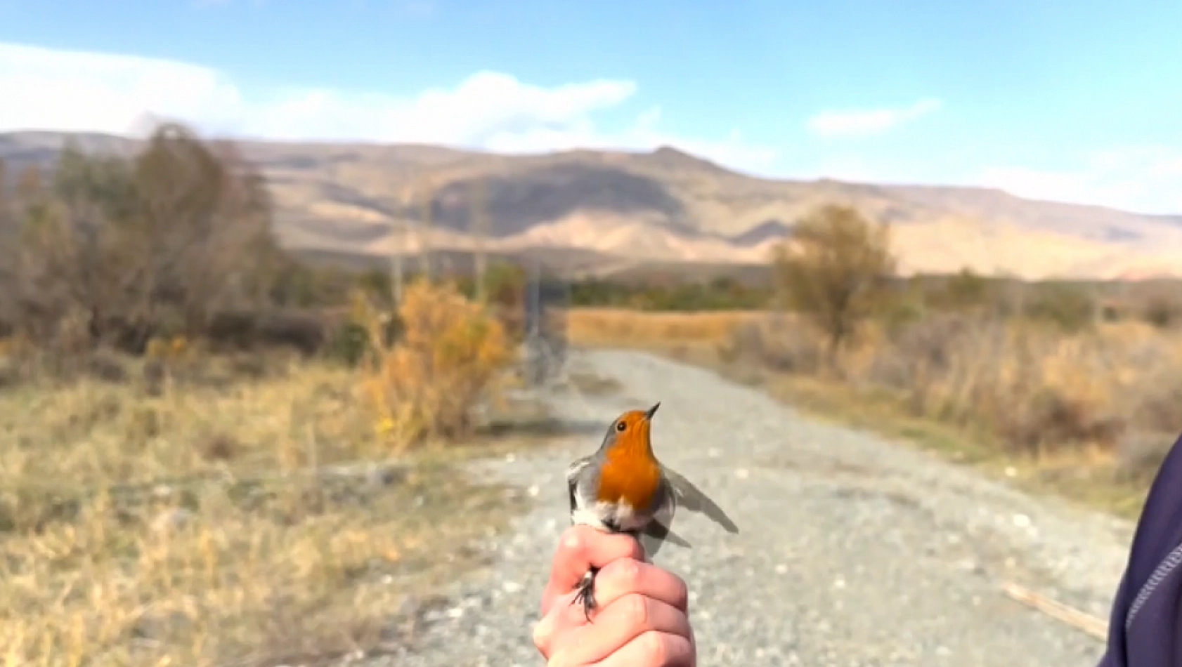 Aras Kuş Cenneti'nde kuşlar halkalanıyor