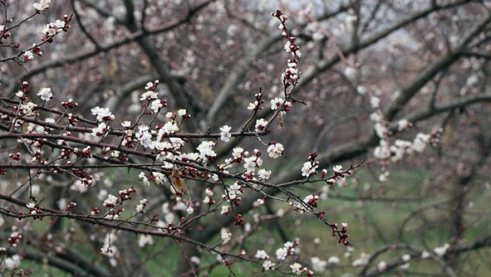 Kayısı çiçek açtı üretici tedirgin 