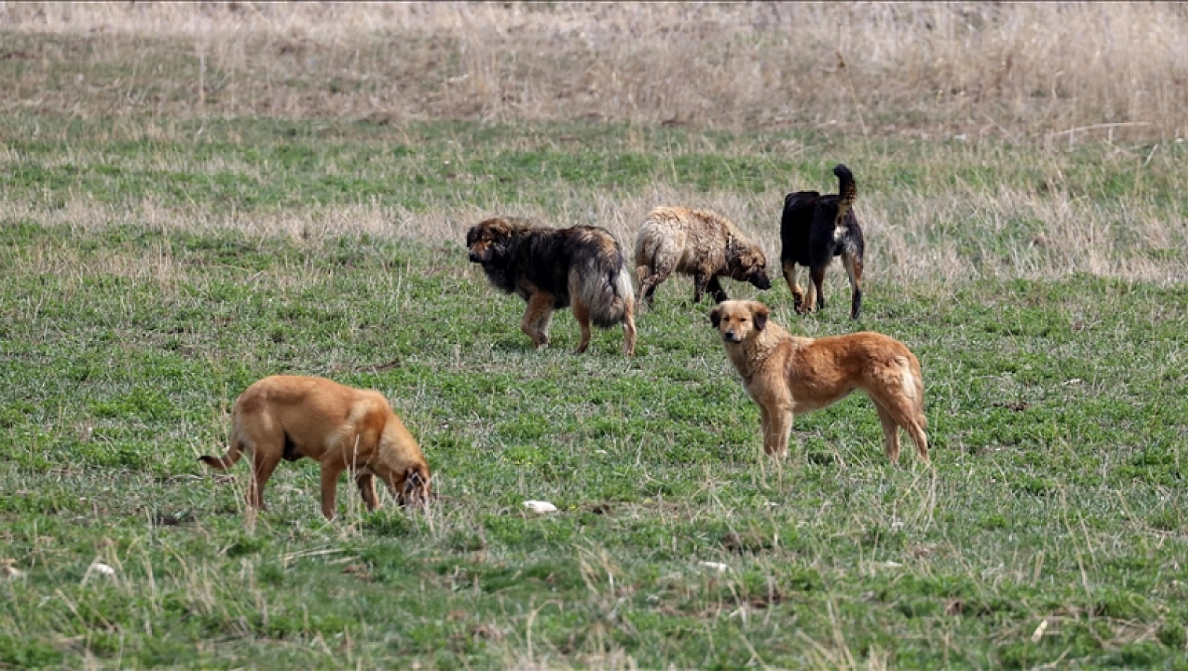 Başıboş köpek sorunu büyüyor!