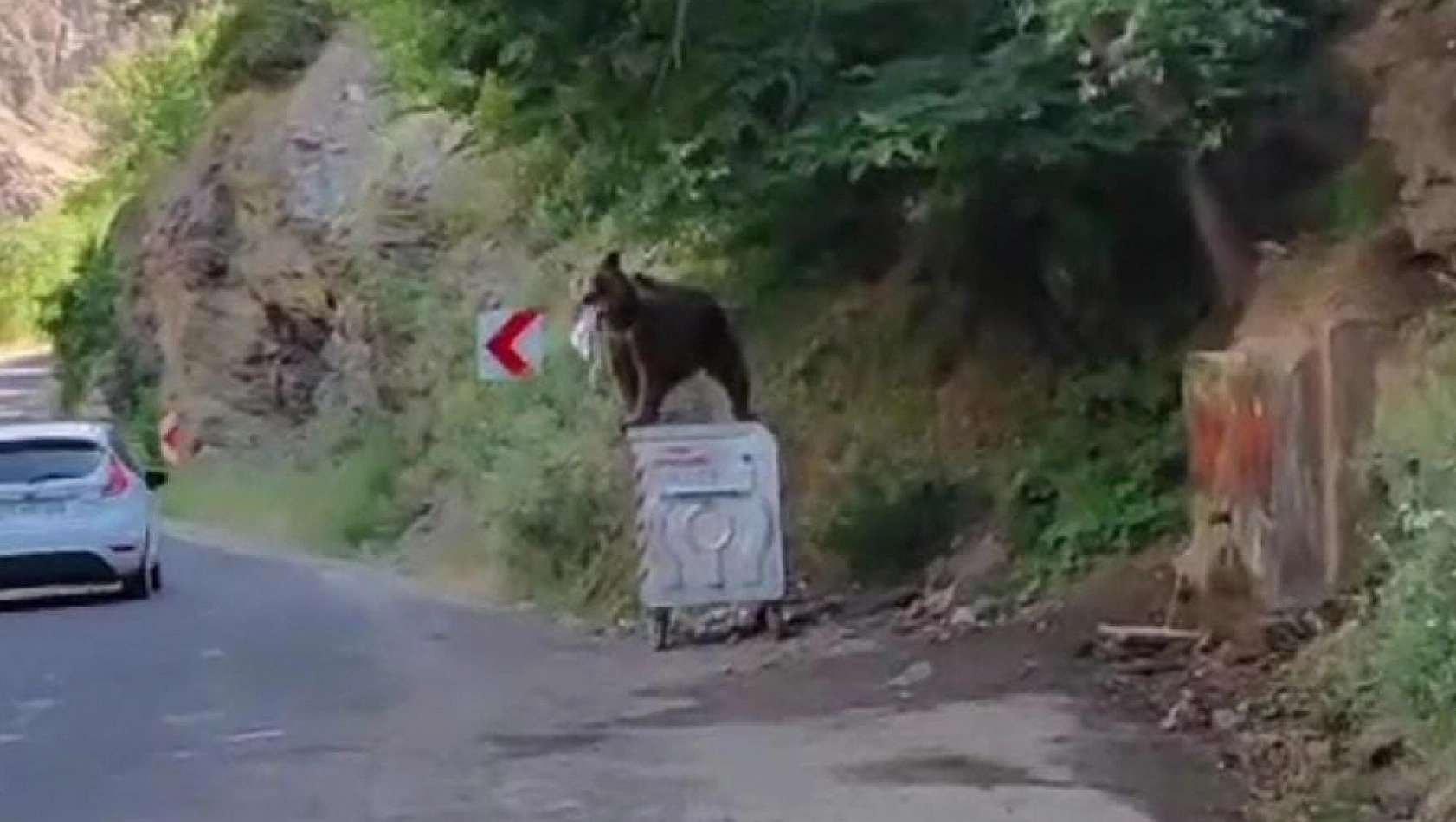 Bozayı keçiyi avladı