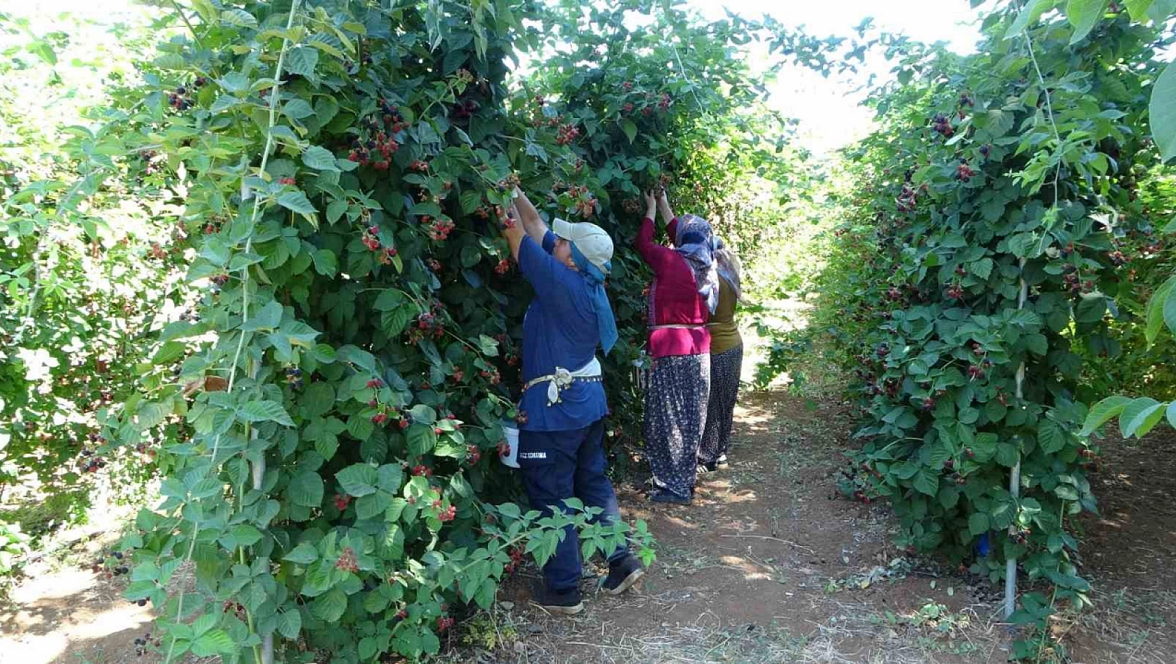 Malatya'da O Bahçe Turizm Cazibe Merkezi Oldu... Giren Çıkamıyor..!