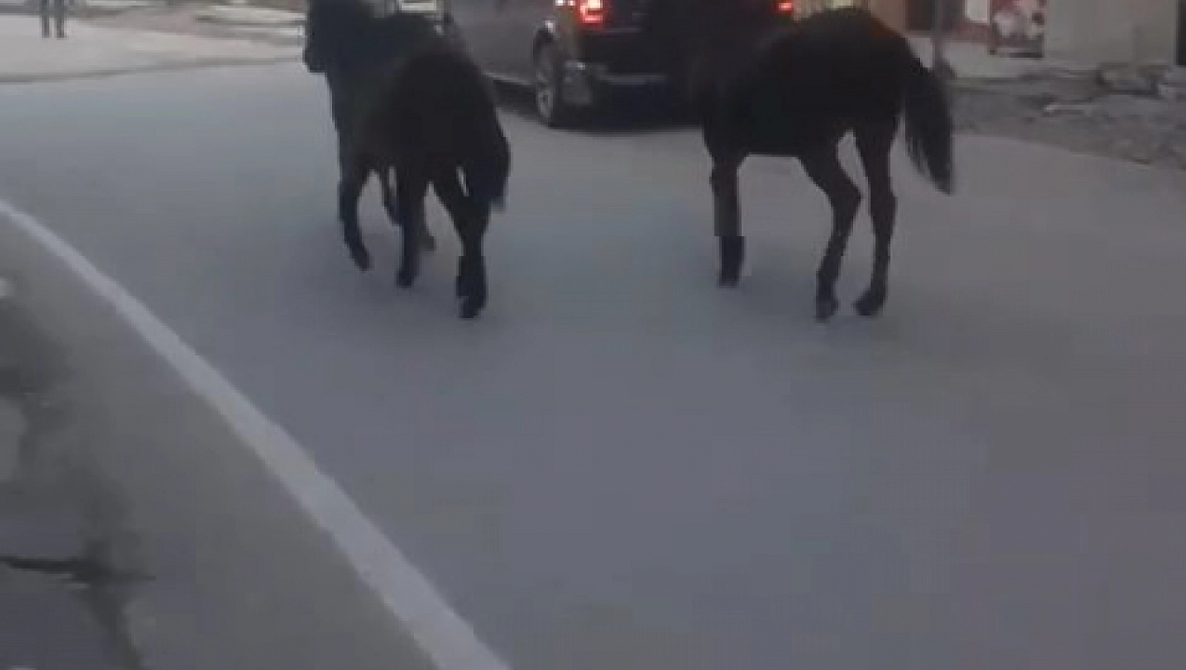 Başıboş atlar trafiğe çıktı