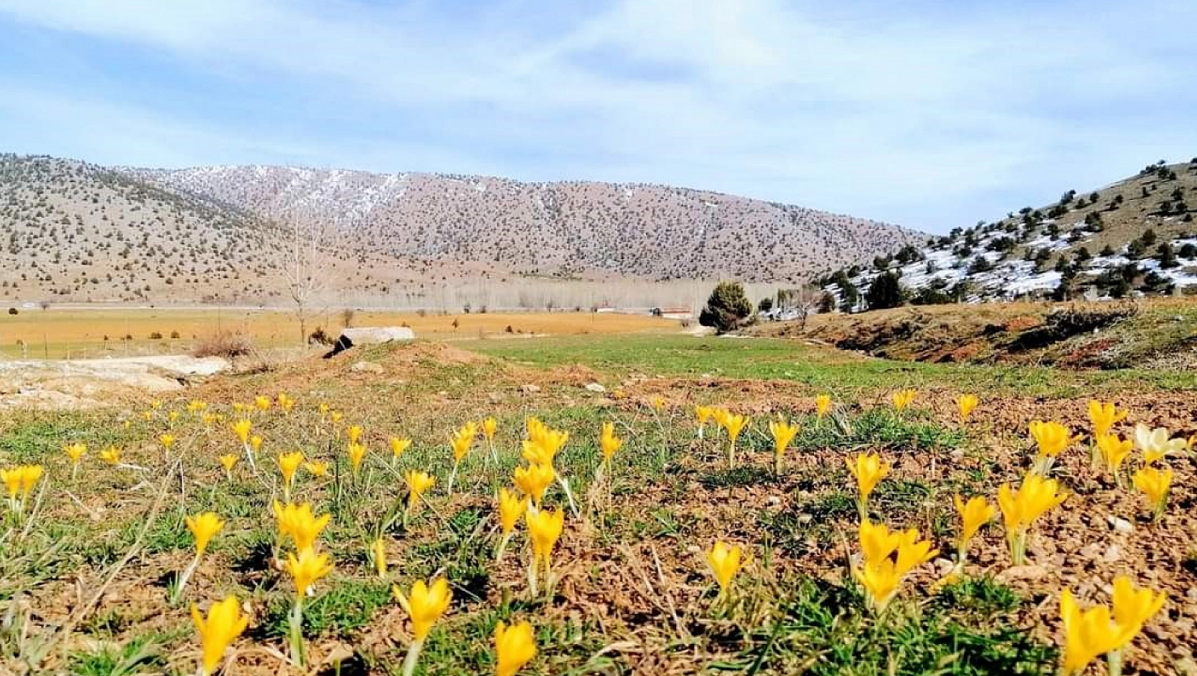 Çiğdem çiçekleri doğayı süsledi