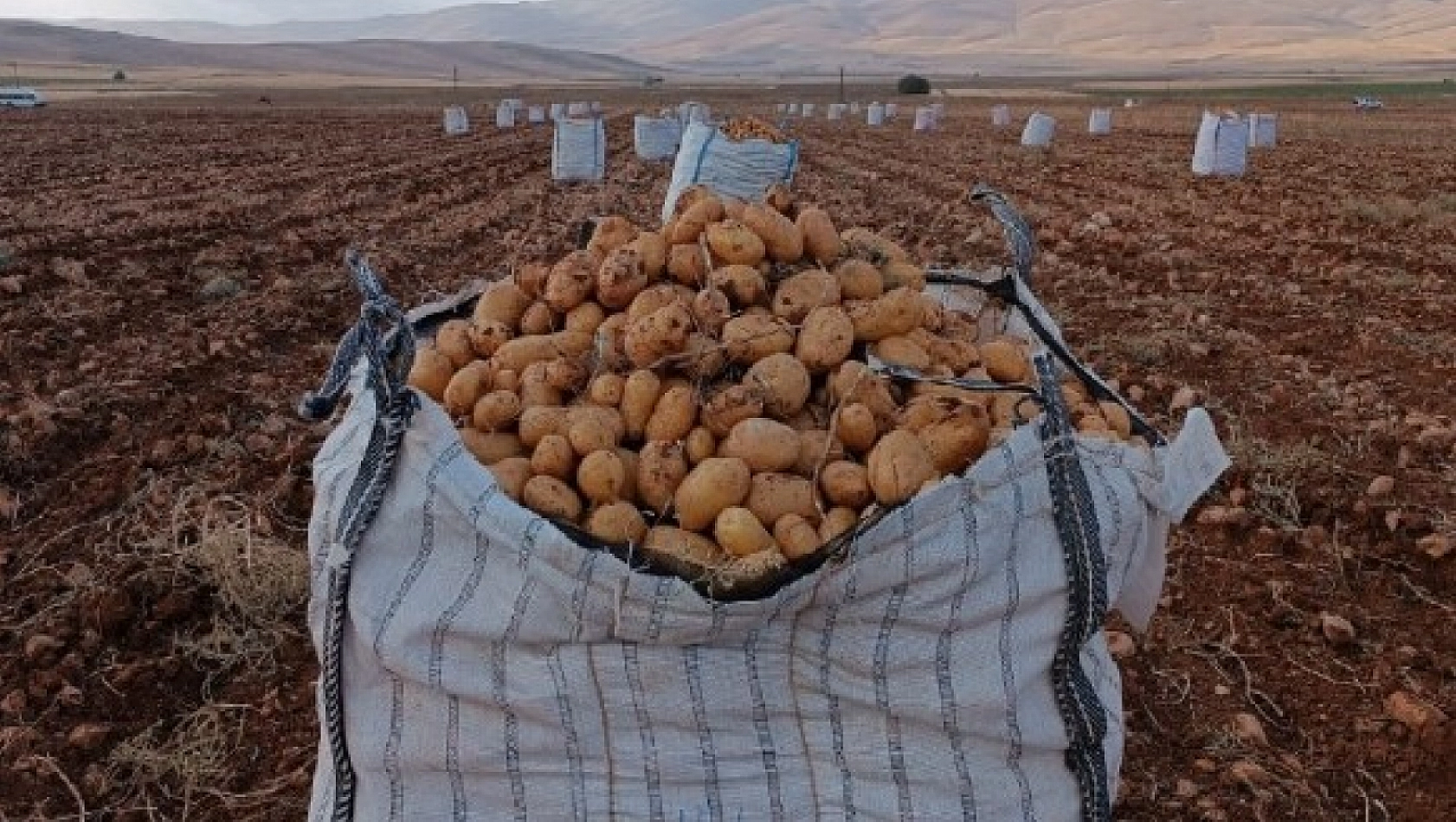 Malatya'da Patates Hasadı Başladı: 10 Bin Ton Rekolte Bekleniyor