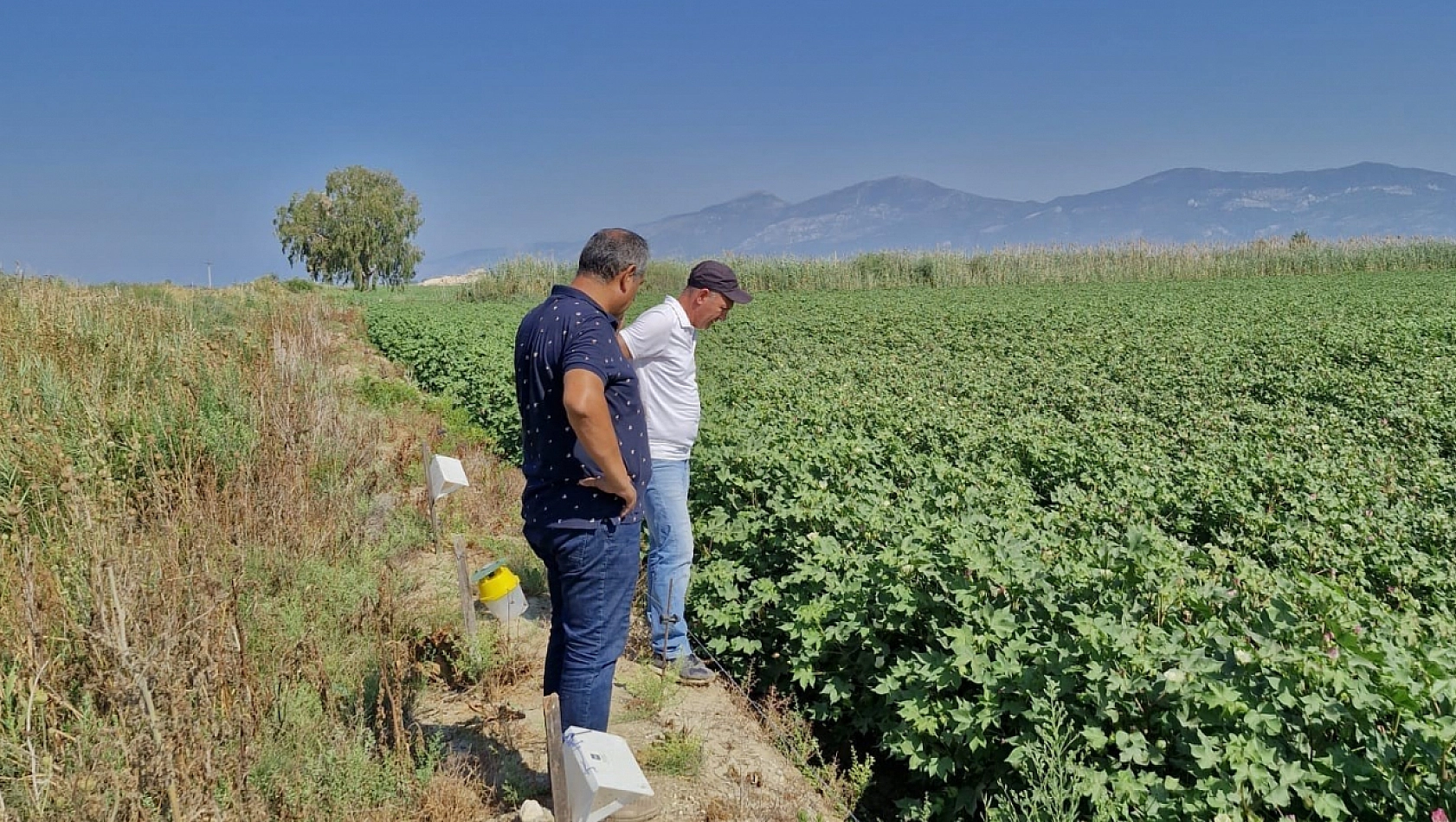 Beyaz altın hasat kontrolleri devam ediyor