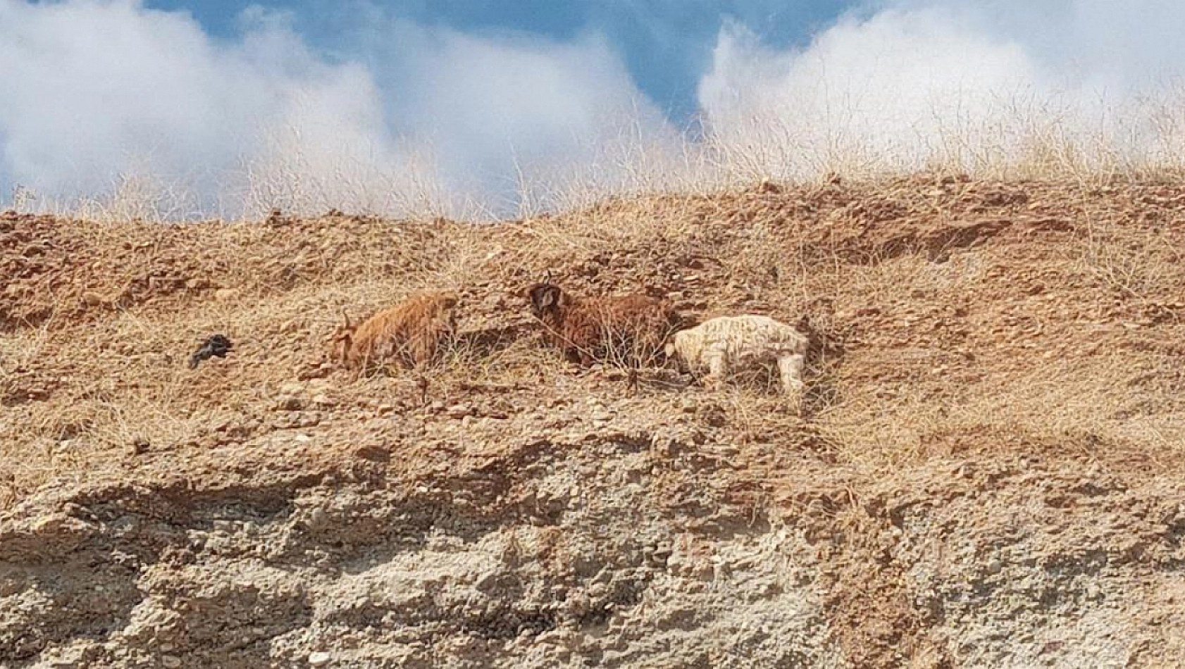 Diyarbakır'da 3 keçi mahsur kaldıkları yerden kurtarıldı