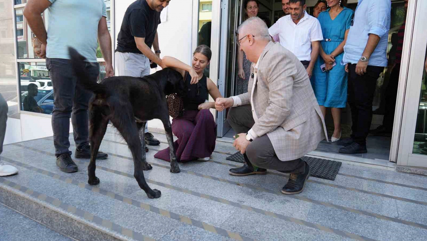 Edremit Belediyesi Sokak Köpeğini Sahiplendi