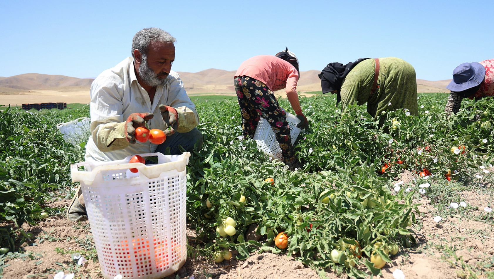 Elazığ'da Saat 7'de Çalışmaya Başlıyorlar. Kavurucu Sıcaklarla Mücadele Ediyorlar