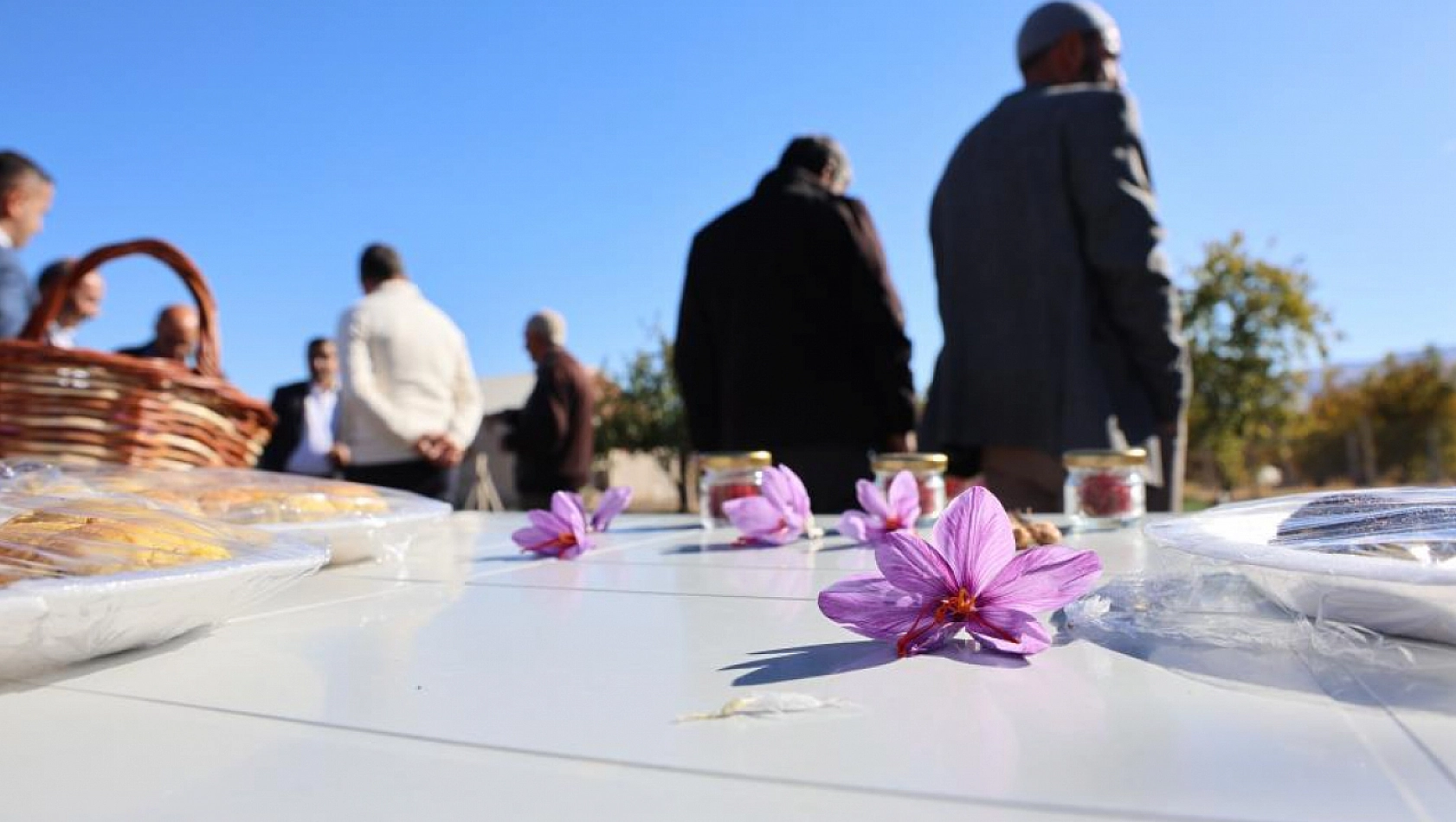 Elazığ'da Safran Hasadı Başladı