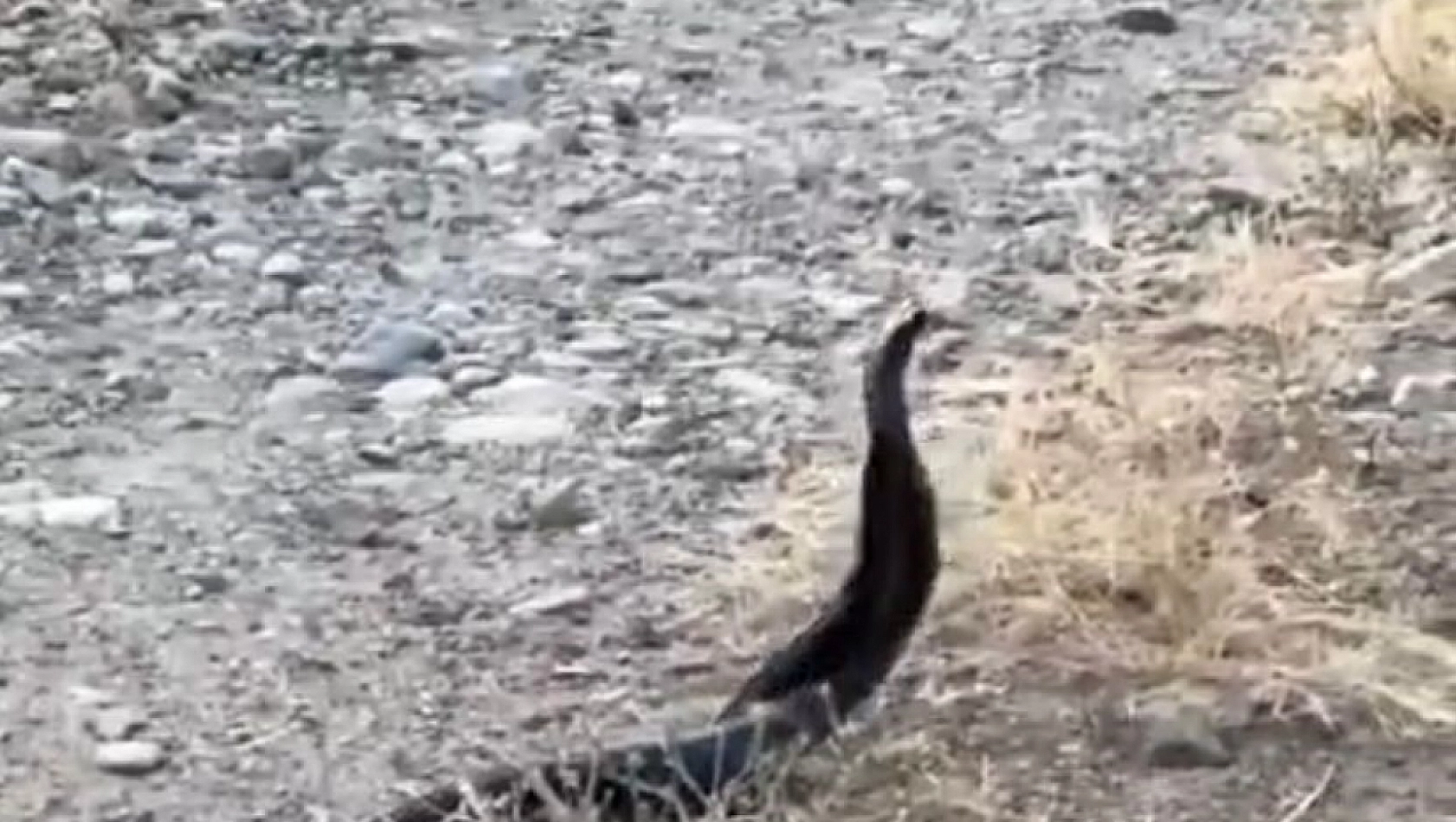 Elazığ'da yılanların ilginç anları...