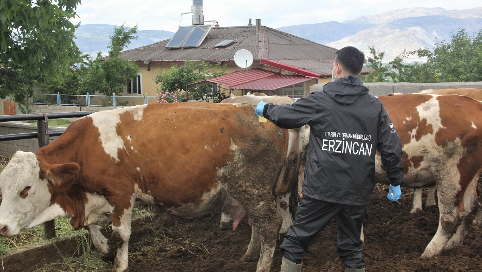  Erzincan'da Şap Aşılama Programı Başlatıldı