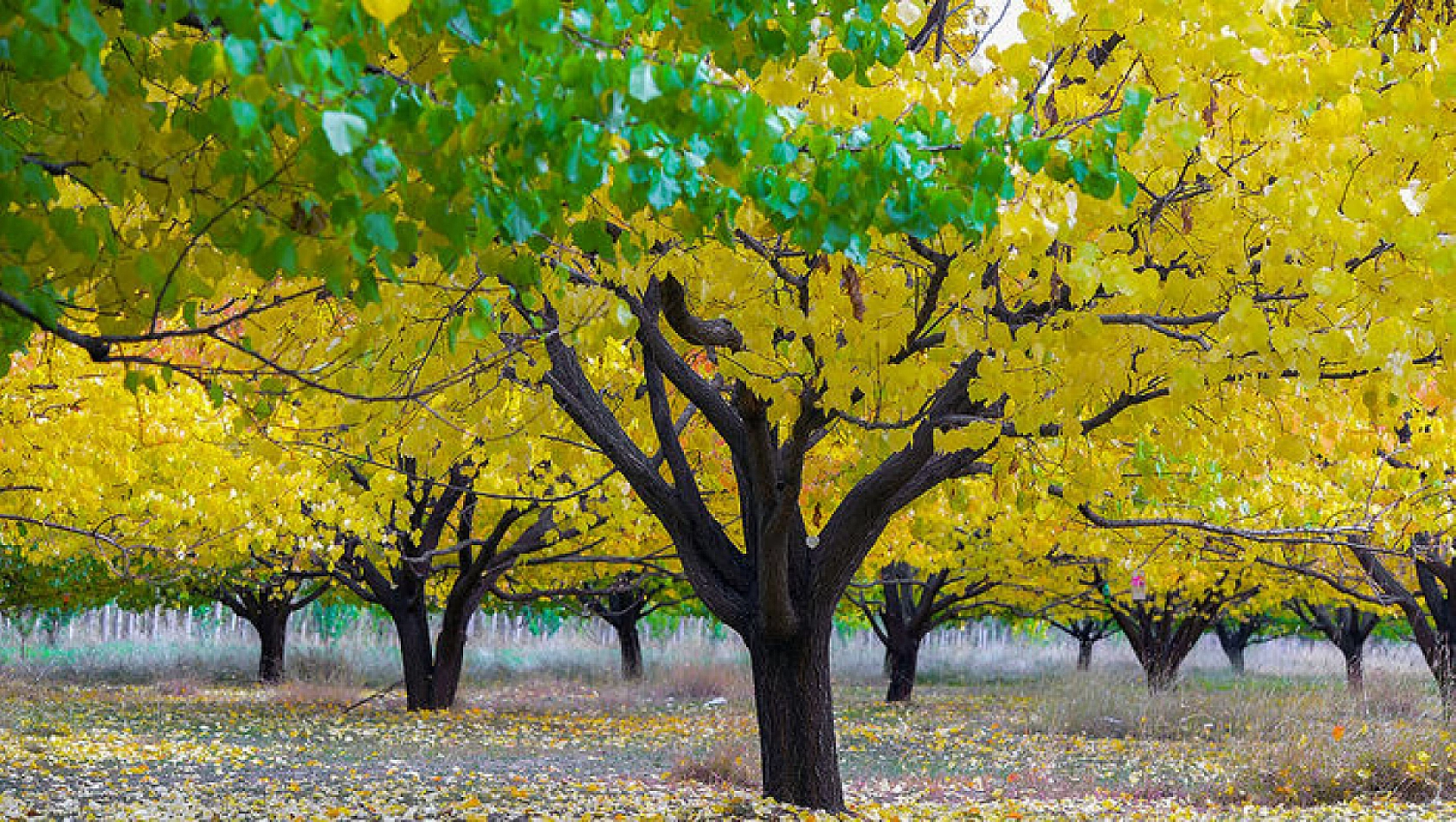 Hatalar Verimi Düşürüyor: Kayısı Fidanı Dikiminde Bu Yanlışlardan Uzak Durun!