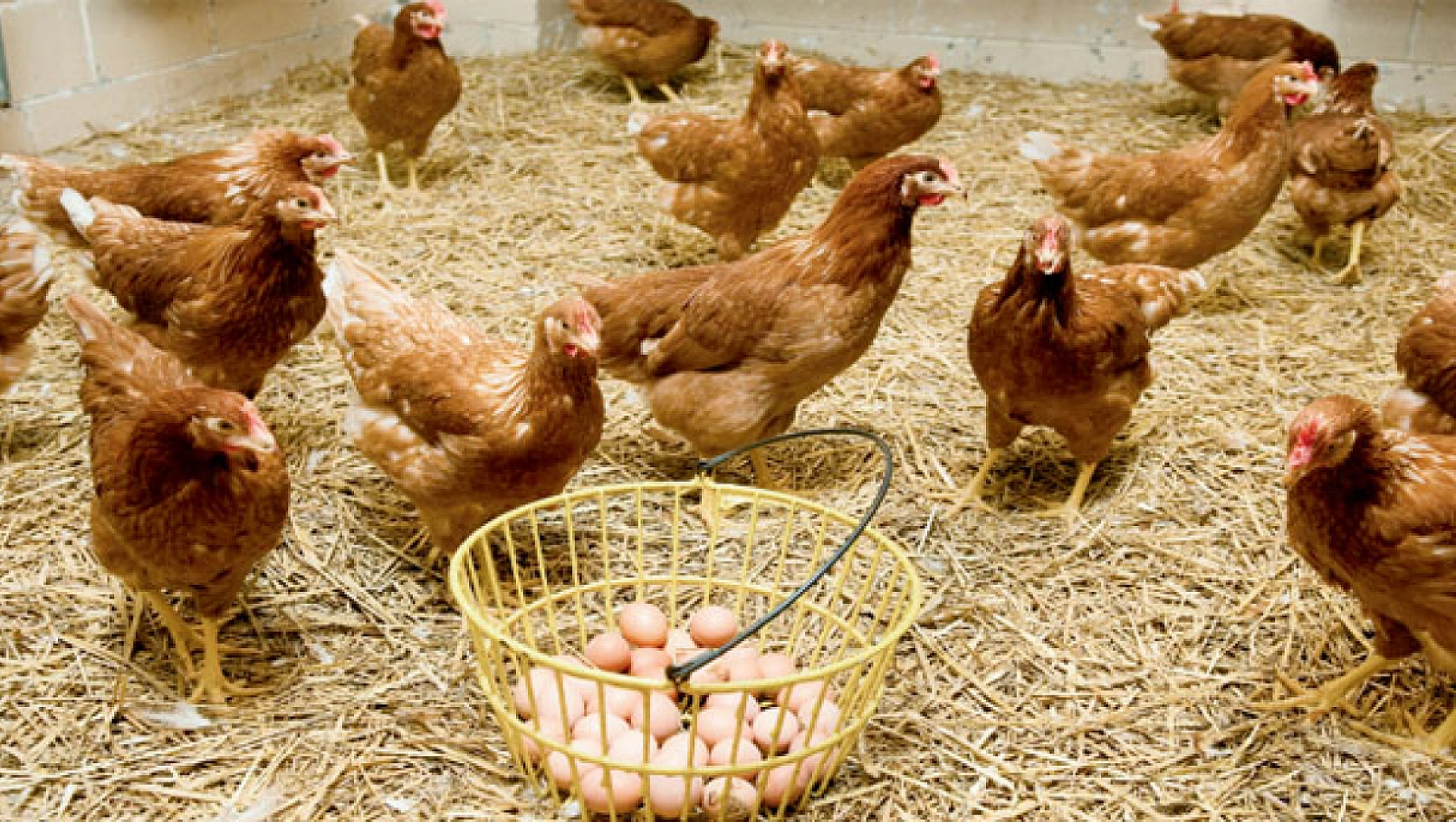 Malatya'da Kümeslerin Dengesi Şaştı: Et Tırmanıyor, Yumurta Eriyor