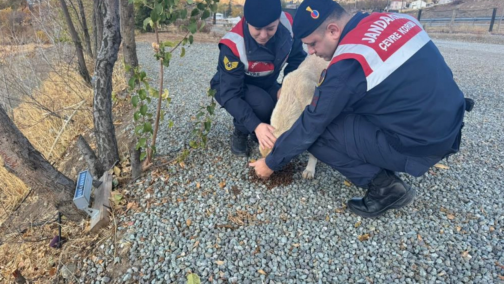 Jandarma Ekipleri Sokak Hayvanlarını Unutmadı