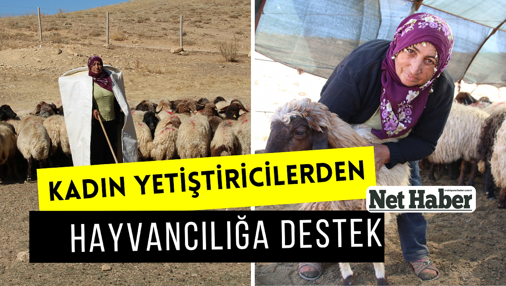 Kadın yetiştiricilerden hayvancılığa destek