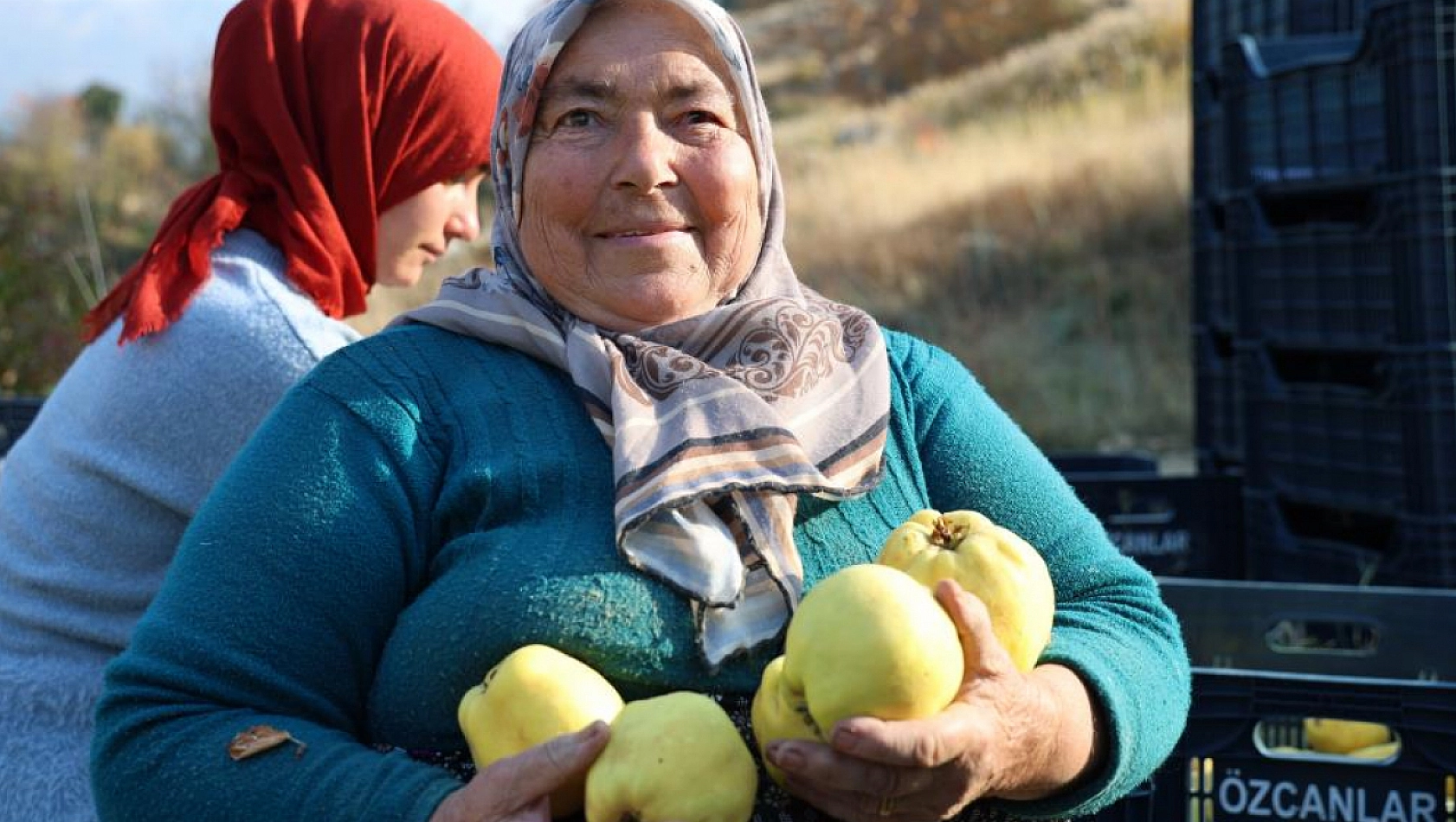 Kahramanmaraş'ta Ayva Hasadı Başladı!