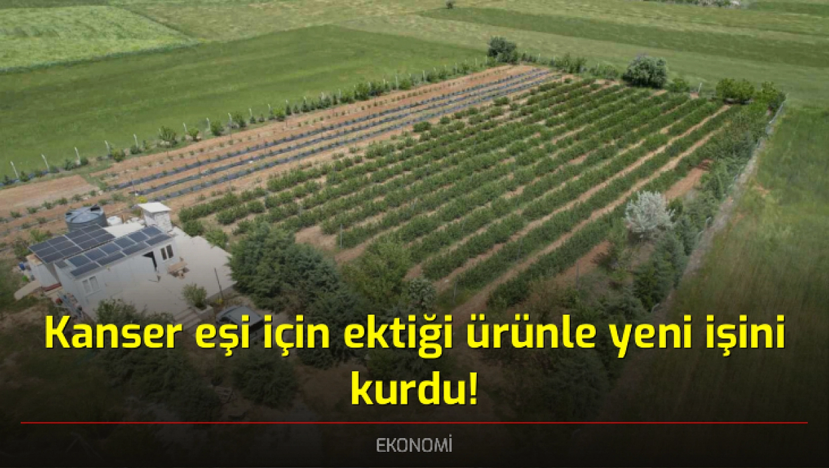 Kanser eşi için ektiği ürünle yeni işini kurdu!