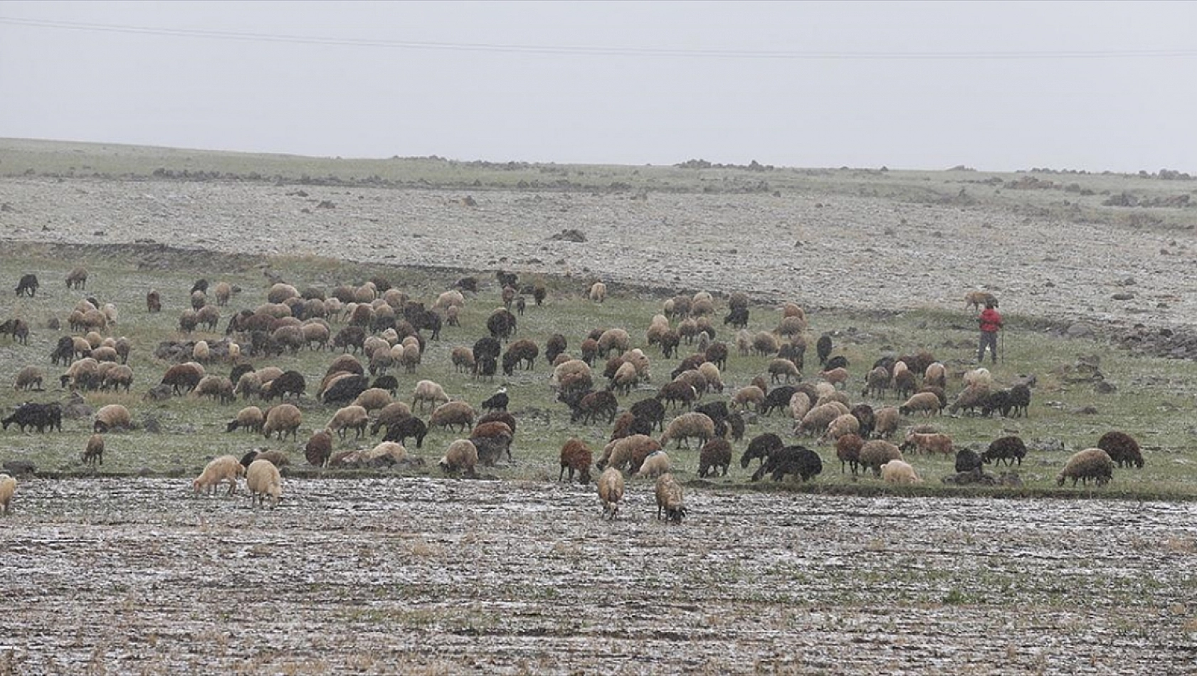 Kars ve Ağrı'da besiciler hazırlıksız yakalandı