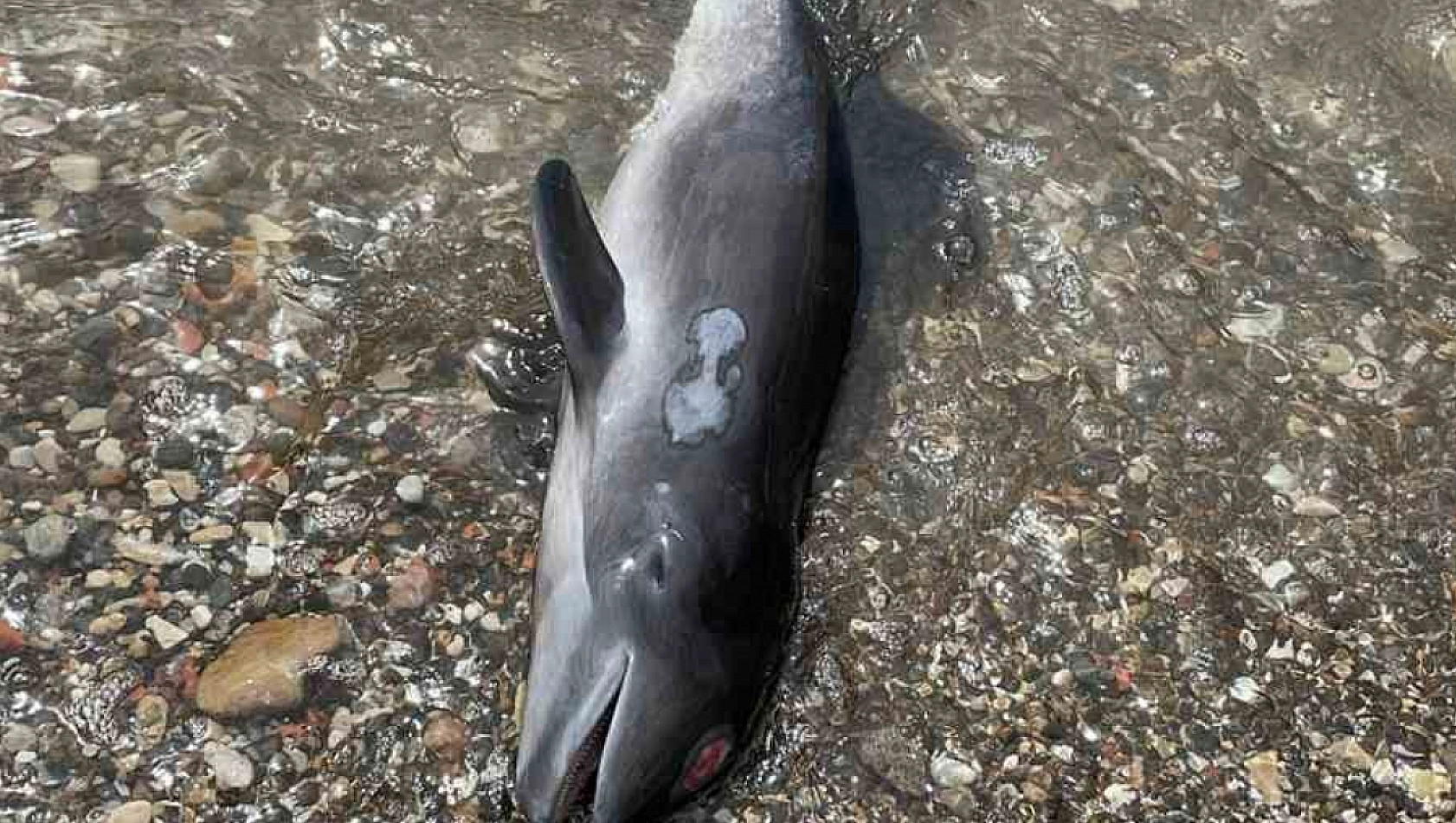 Kastamonu'da kıyıya ölü yunus balığı vurdu