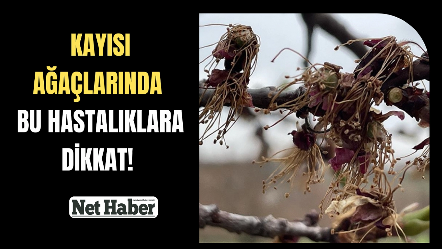 Kayısı ağaçlarında bu hastalıklara dikkat! Önlemler haberimizde 