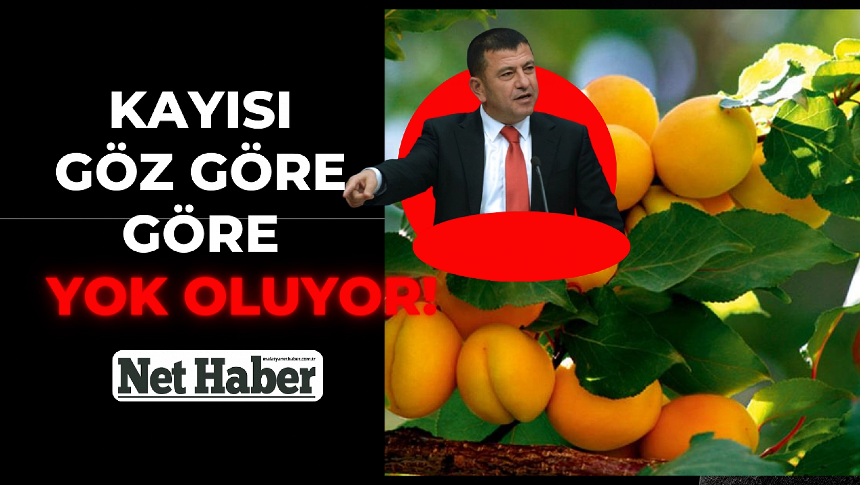 Kayısı göz göre göre yok oluyor!