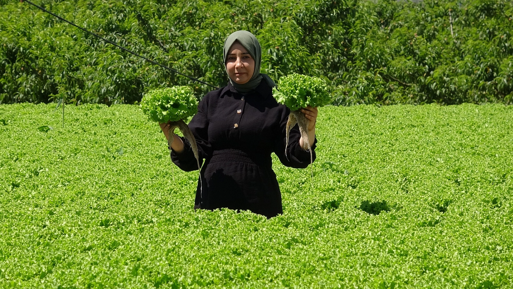 Kışın sebze hasadı başladı