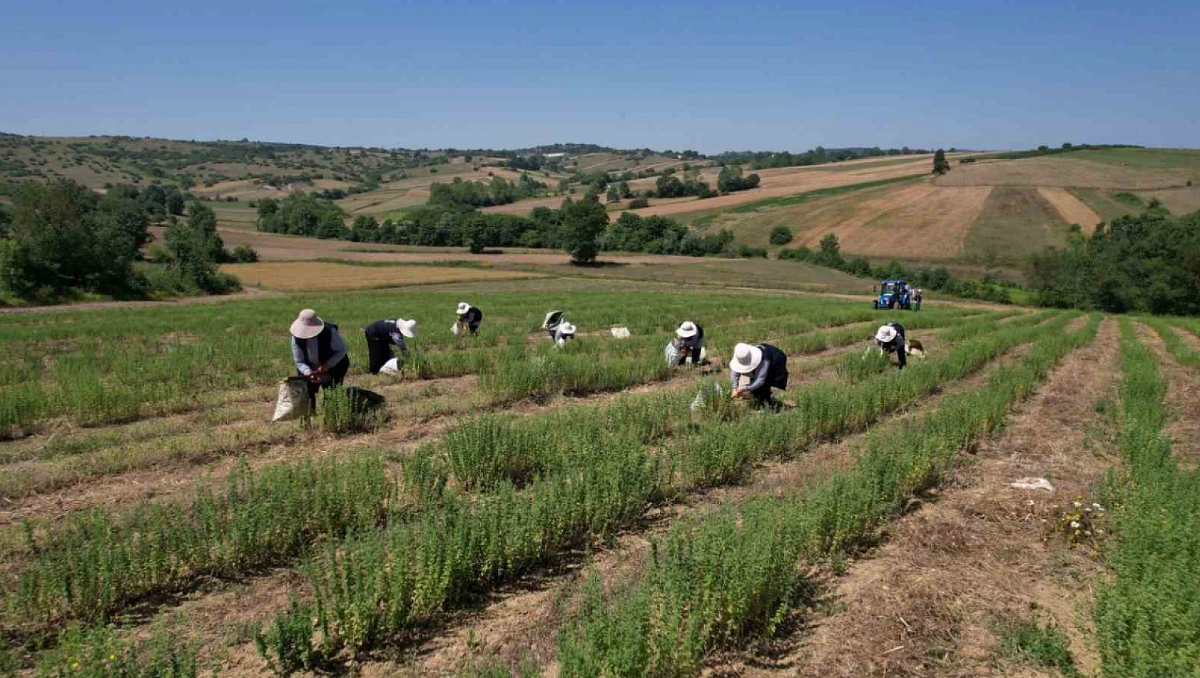 Kekik hasadı başladı