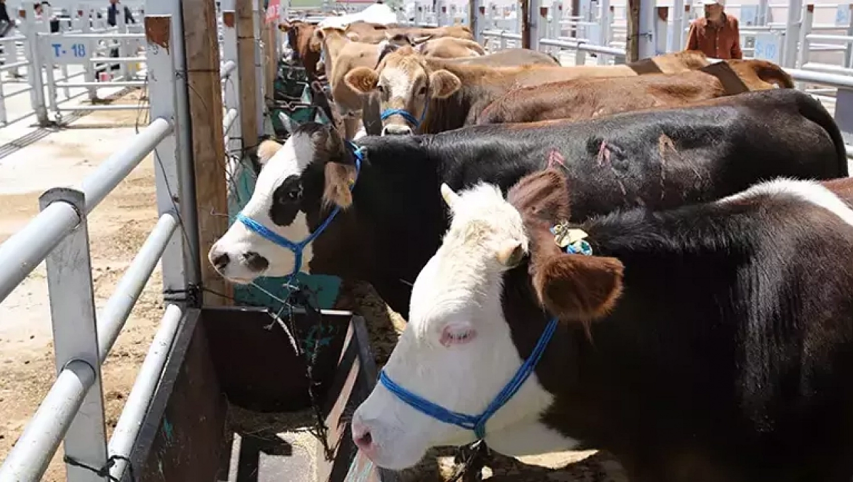Kurban kesenler dikkat! Başına bu işler gelen tazminat alabilecek