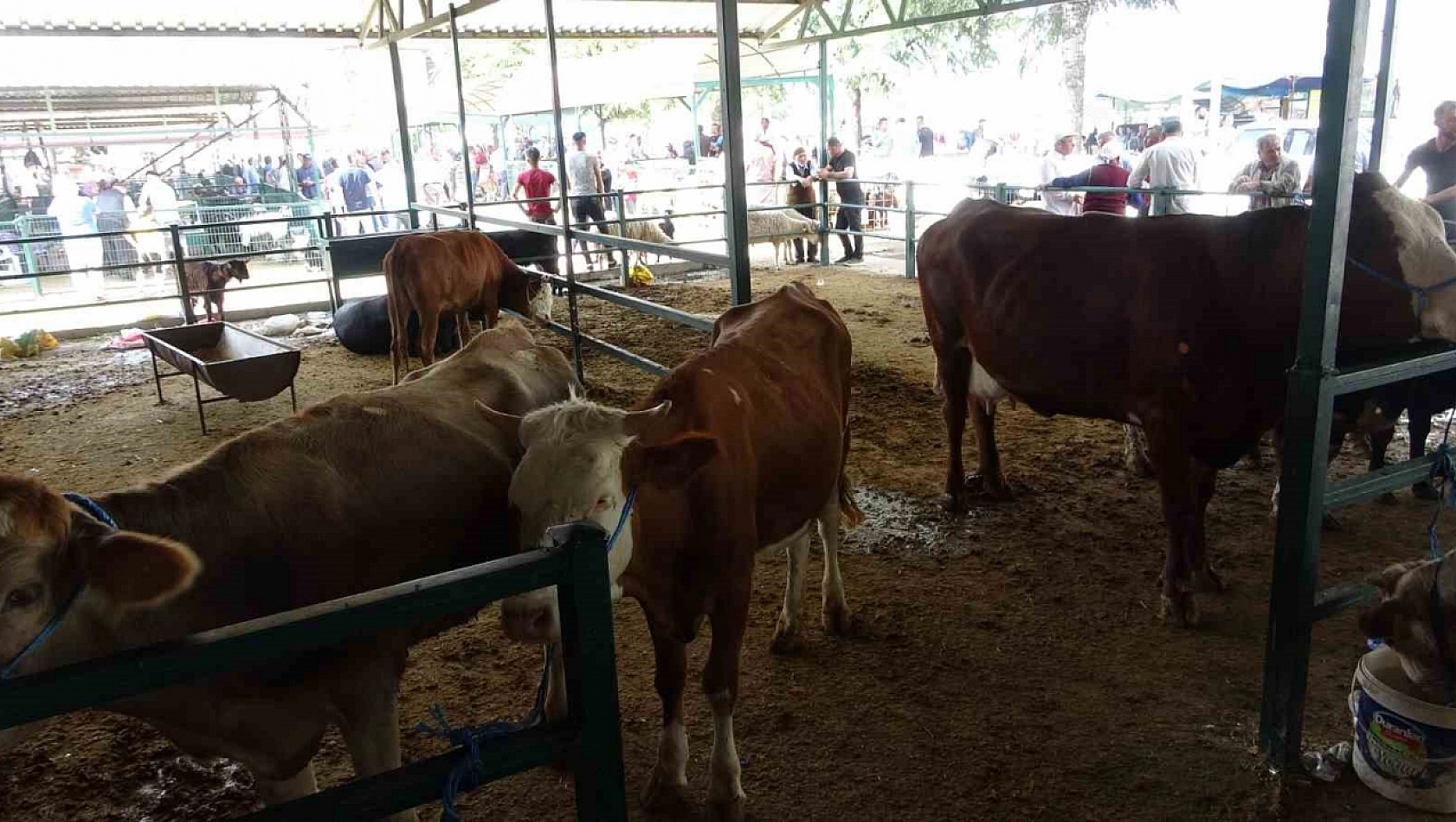 Malatya'da kurbanlık fiyatları açıklandı