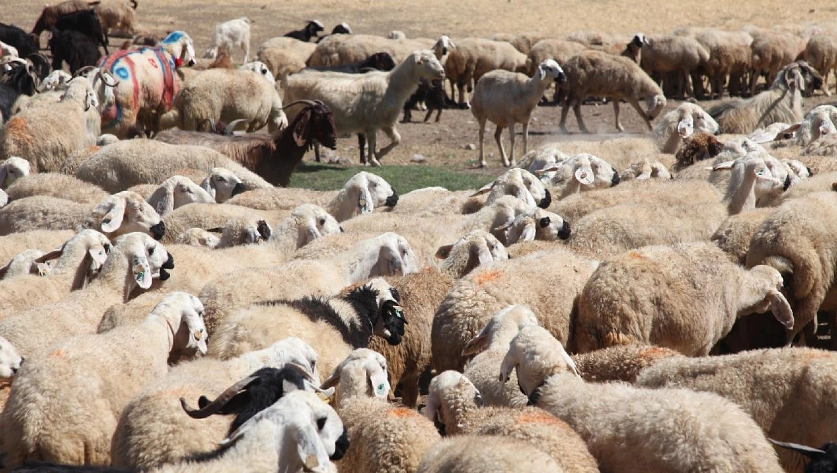 Malatya'da 'Koç katım şenliği'