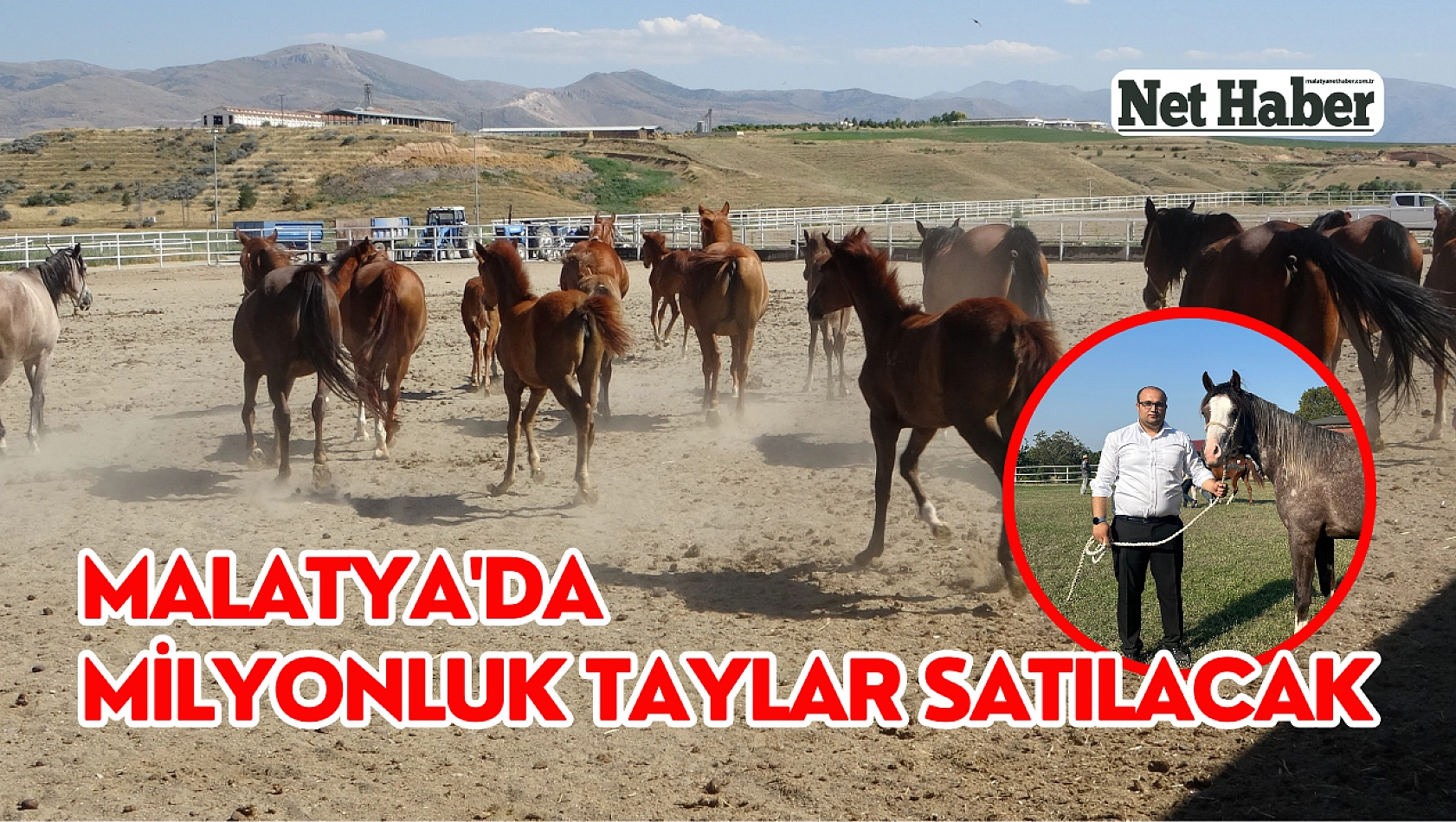 Malatya'da milyonluk taylar satılacak