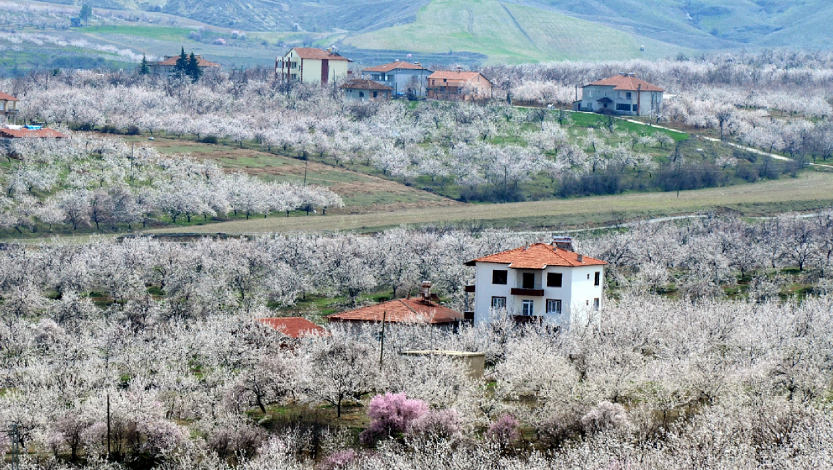 Malatya'da Yetişiyor Faydaları Saymakla Bitmiyor! Hem Lezzetli Hem Şifalı!