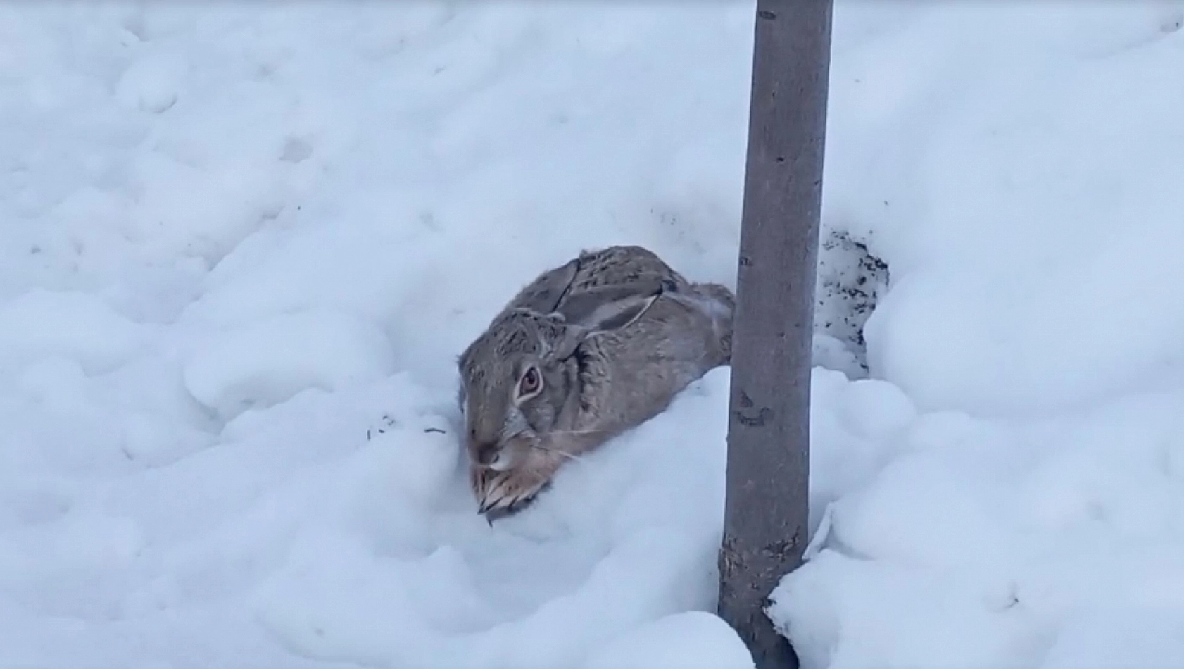 Malatya'da yiyecek arayan tavşan okul bahçesinde görüntülendi