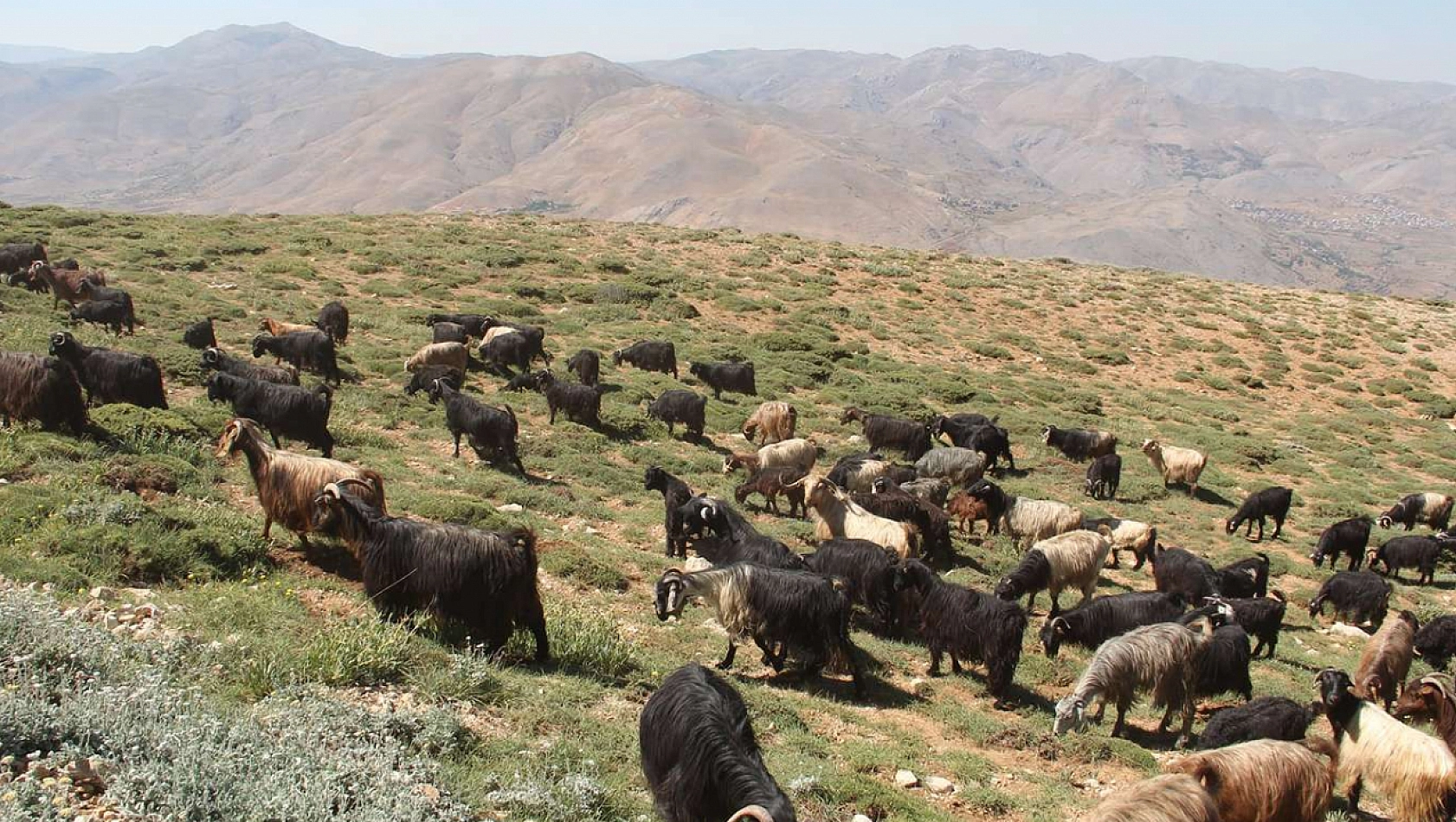 Malatya'da 35 Bin TL'ye Çoban Bulunamıyor.. !