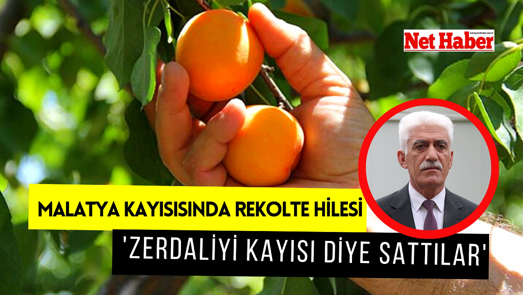 Malatya kayısısında rekolte hilesi 'Zerdaliyi kayısı diye sattılar'