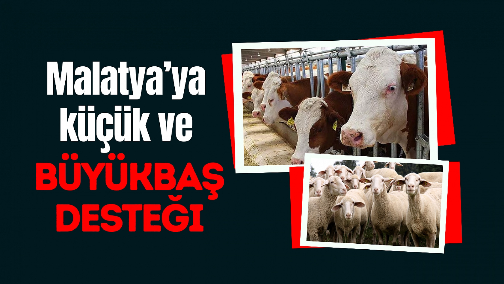 Malatya'ya küçük ve büyükbaş desteği