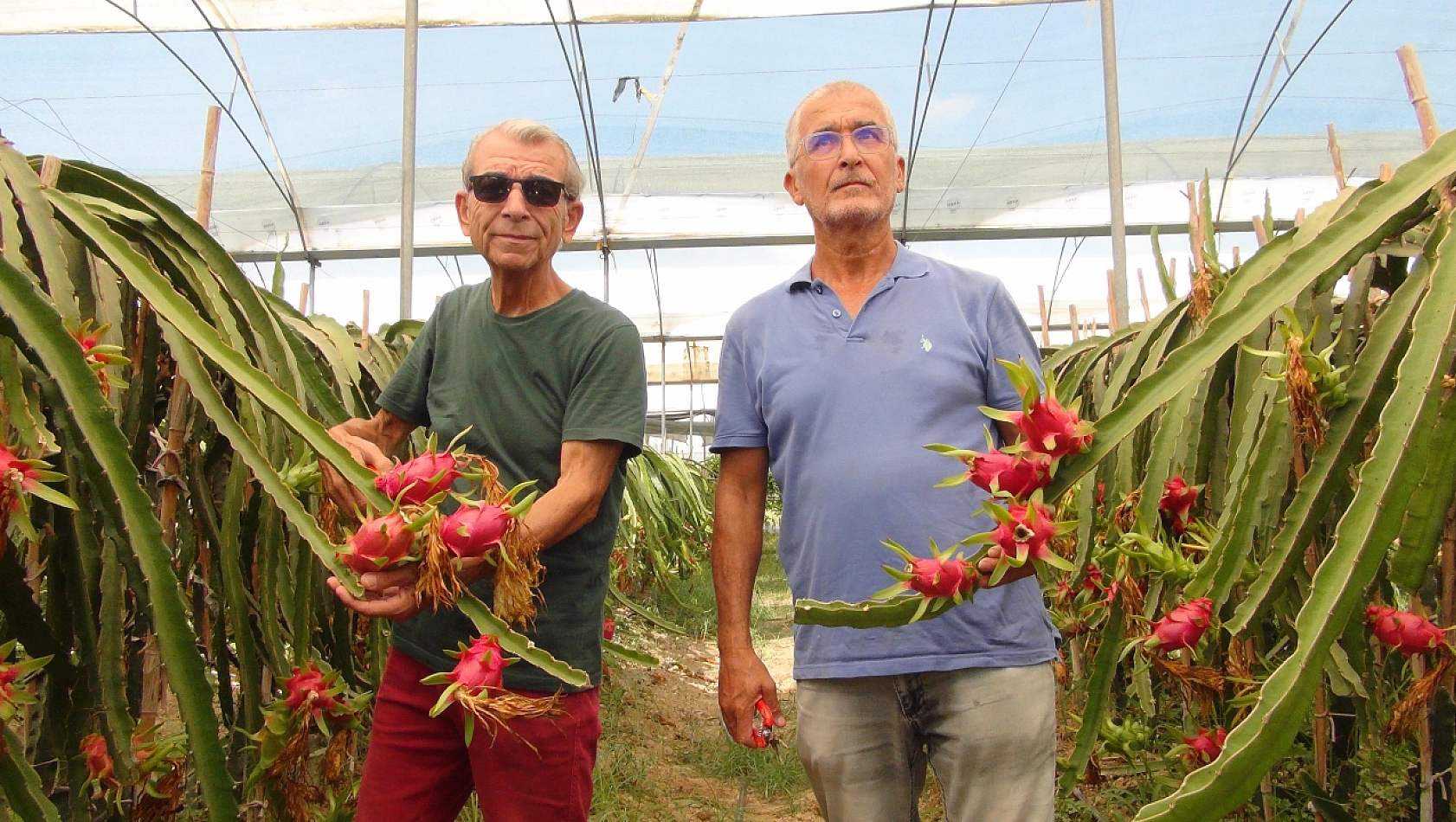 Mersin'de tropikal meyve hasadı başladı