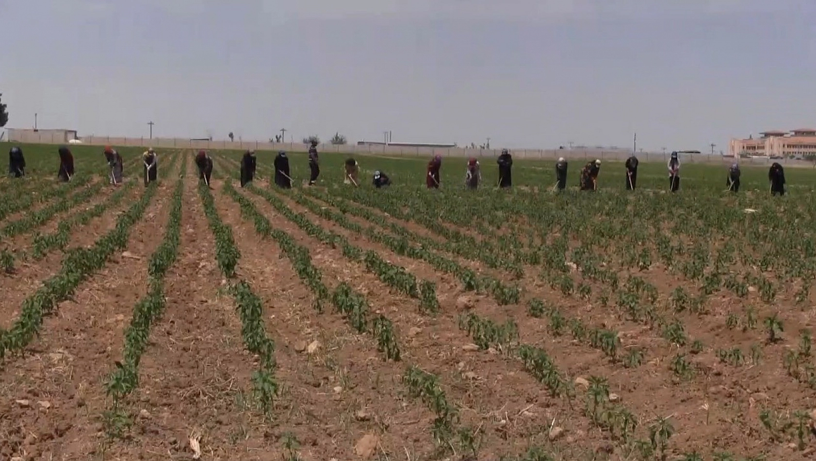 Mevsimlik tarım işçilerinin sorunları raporlandı