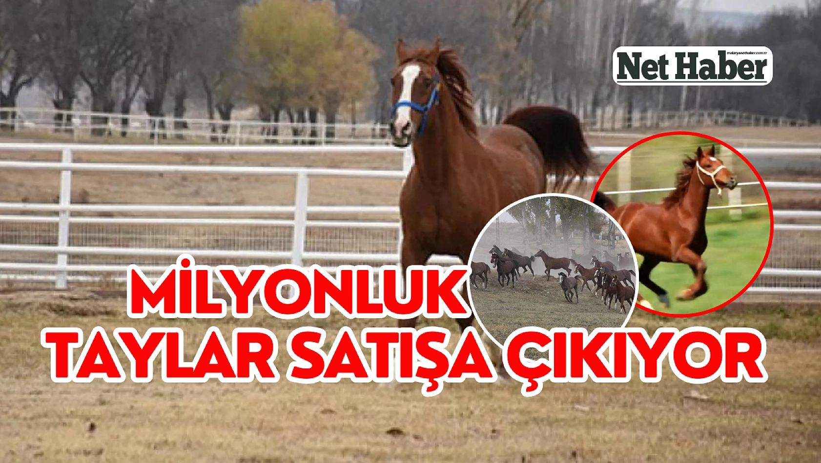 Milyonluk taylar satışa çıkıyor