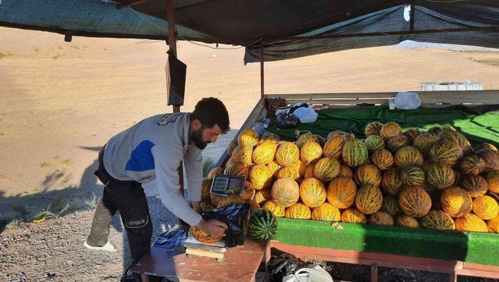 Kavunda hasat başladı