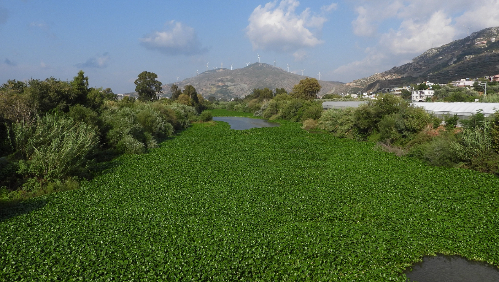 Nehri su sümbülleri kapladı