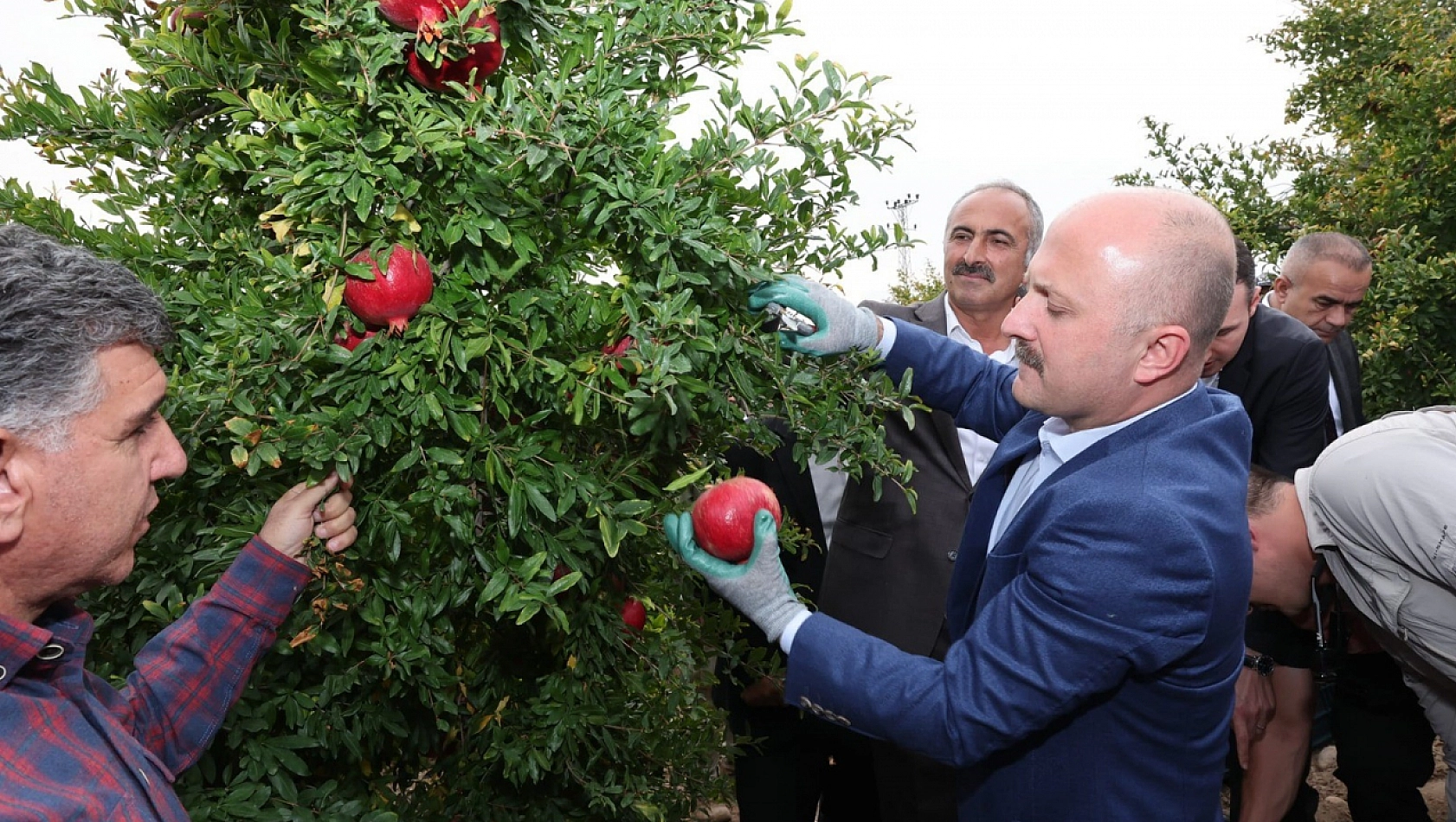 Samsat'ta nar hasadı başladı