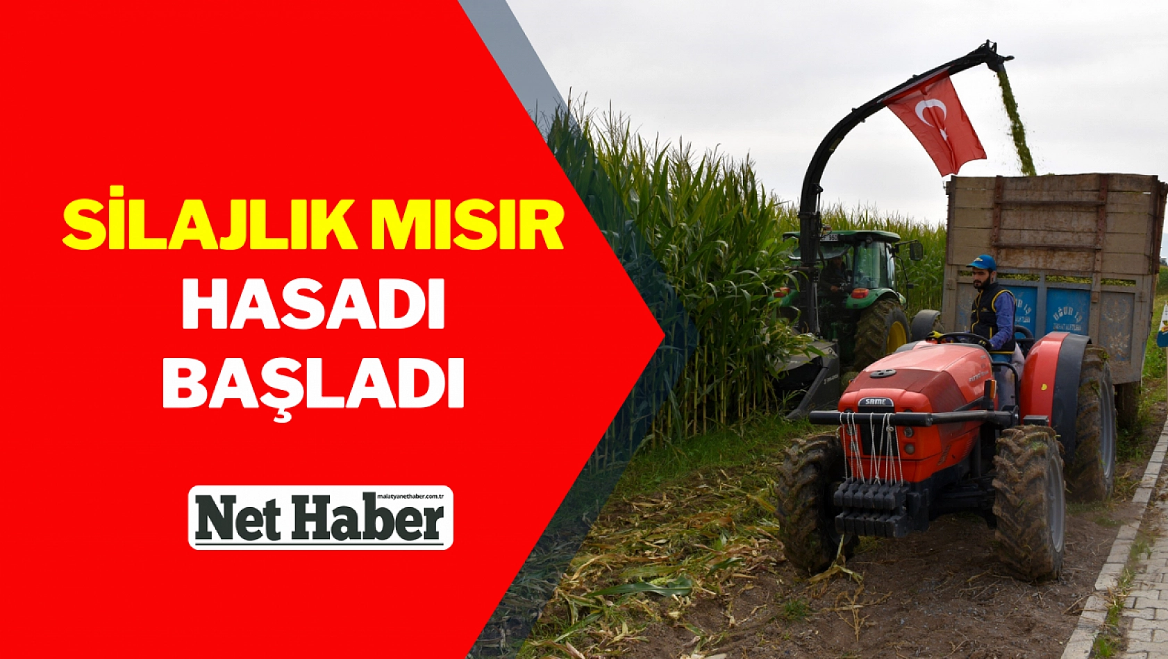 Silajlık mısır hasadı başladı